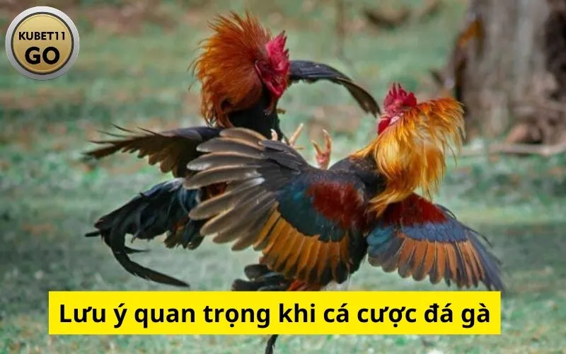 Lưu ý quan trọng khi cá cược đá gà