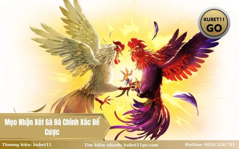 Mẹo Nhận Xét Gà Đá Chính Xác Để Cược