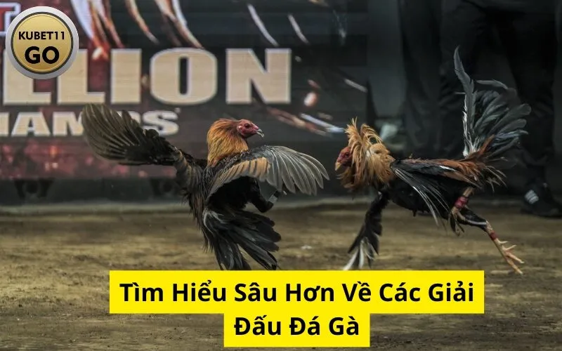 Tìm Hiểu Sâu Hơn Về Các Giải Đấu Đá Gà