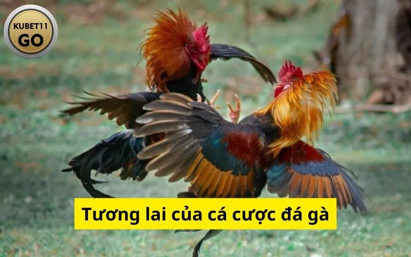 Tương lai của cá cược đá gà