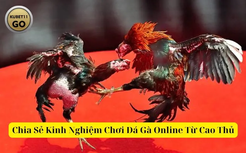 Chia Sẻ Kinh Nghiệm Chơi Đá Gà Online Từ Cao Thủ kubet11