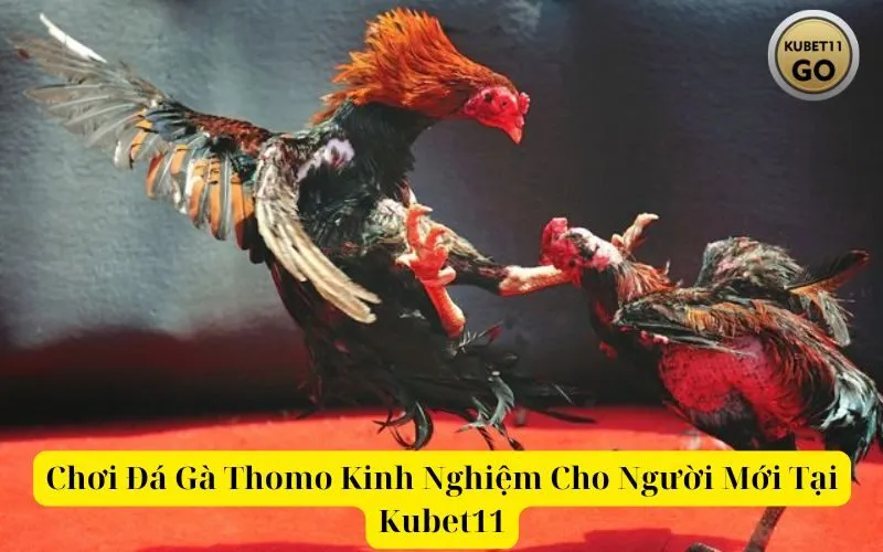 Chơi Đá Gà Thomo Kinh Nghiệm Cho Người Mới Tại Kubet11