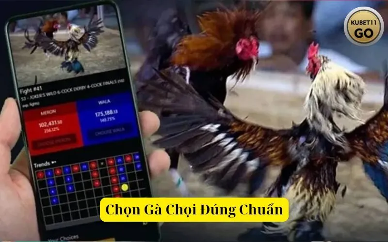 Chọn Gà Chọi Đúng Chuẩn