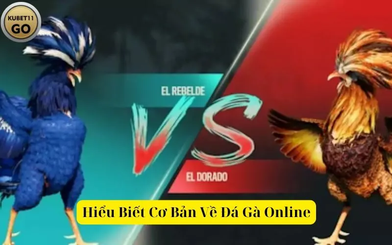 Hiểu Biết Cơ Bản Về Đá Gà Online