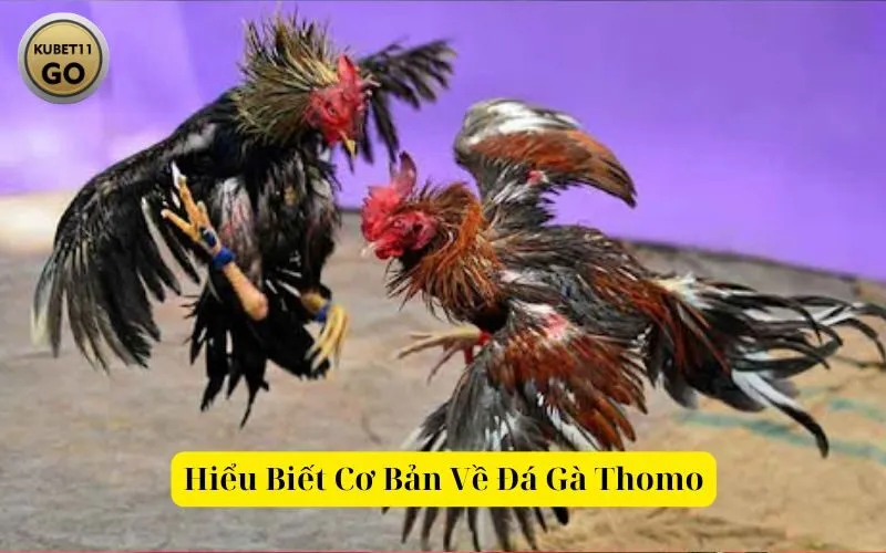 Hiểu Biết Cơ Bản Về Đá Gà Thomo