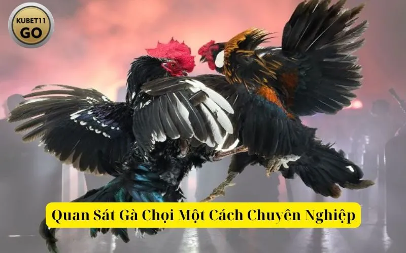 Quan Sát Gà Chọi Một Cách Chuyên Nghiệp