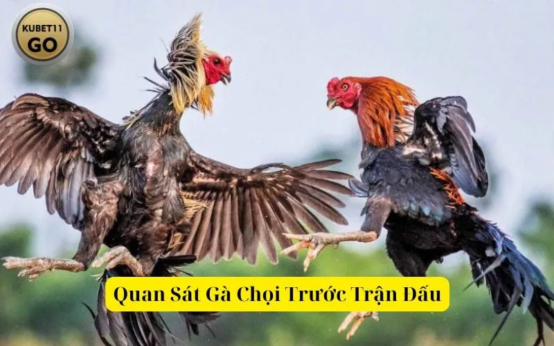 Quan Sát Gà Chọi Trước Trận Đấu